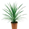 Cordyline Australis Special Mix 17cm