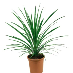 Cordyline Australis Special Mix 17cm