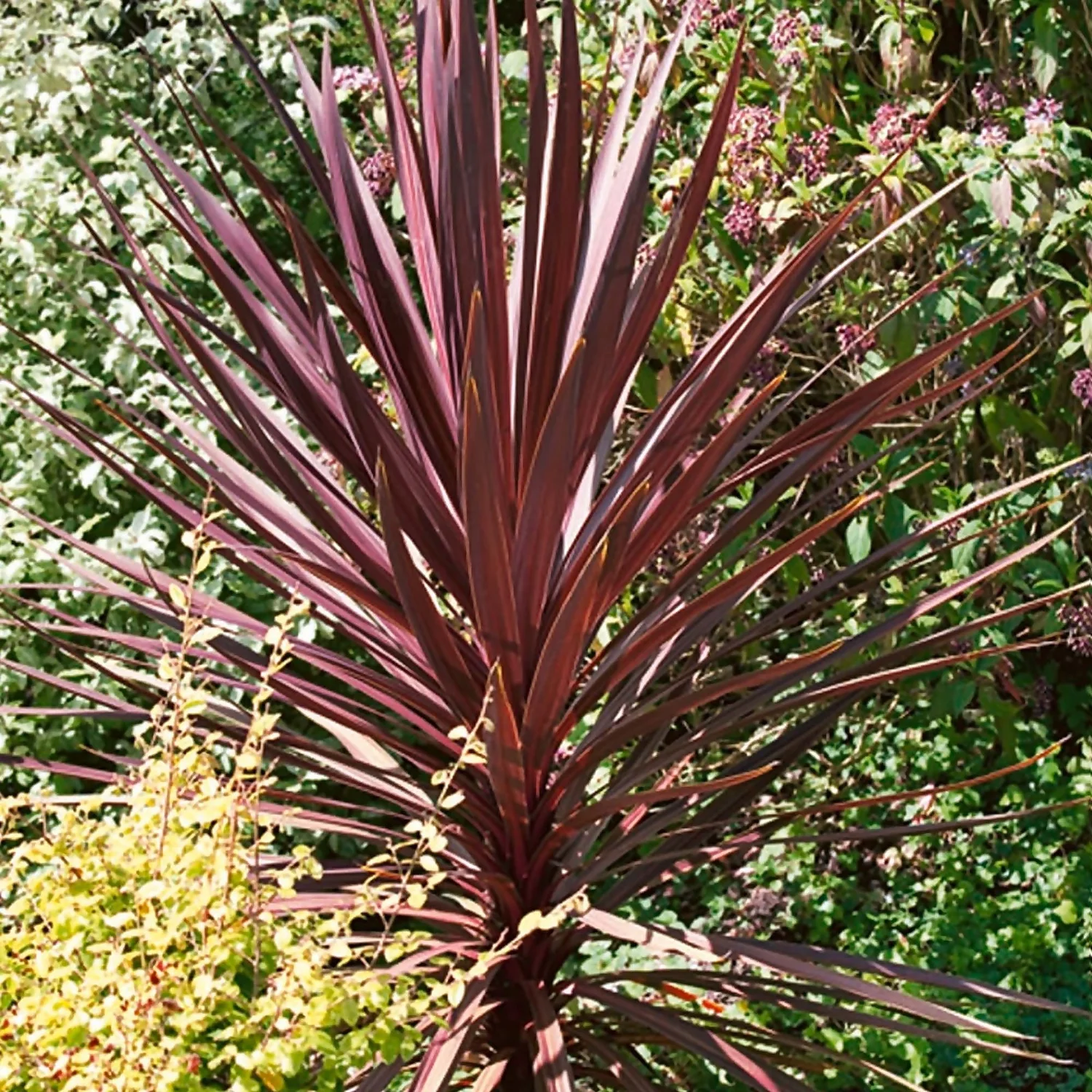 Cordyline Australis Red 17cm 3 Cordyline Australis Red 17cm