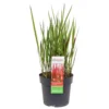 Grass Imperata Red Baron 19cm 2 Grass Imperata Red Baron 19cm -Elise Bloom 13643008 1455047258866060