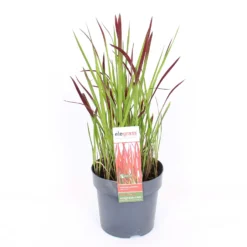 Grass Imperata Red Baron 14cm
