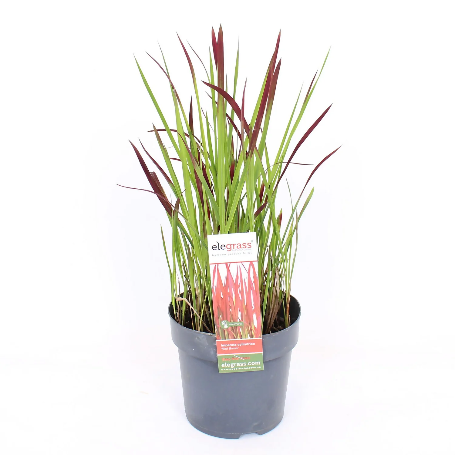 Grass Imperata Red Baron 14cm 3 Grass Imperata Red Baron 14cm