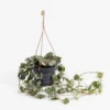 Ceropegia Woodii (String Of Hearts) In Hanging Basket -Elise Bloom 13644992 1594959888241470
