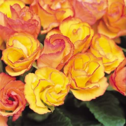 Primrose Mix Large 6 Pack Spring (Primula Acaulis) -Elise Bloom 13721699 1254964324618949