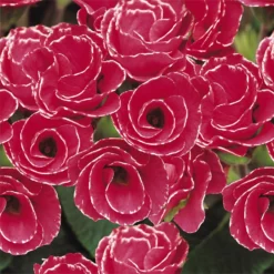 Primrose Mix Large 6 Pack Spring (Primula Acaulis) -Elise Bloom 13721699 2984964324665995