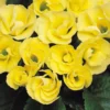 Primrose Mix Large 6 Pack Spring (Primula Acaulis) -Elise Bloom 13721699 9754964324573376
