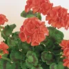 Geranium Orange 1L 1 Geranium Orange 1L -Elise Bloom 13809744 6494964324534385