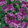 Geranium Purple 1L -Elise Bloom 13809745 2014964286312561