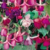 Fuchsia Trailing Mix 1L -Elise Bloom 13809746 7574964324534202