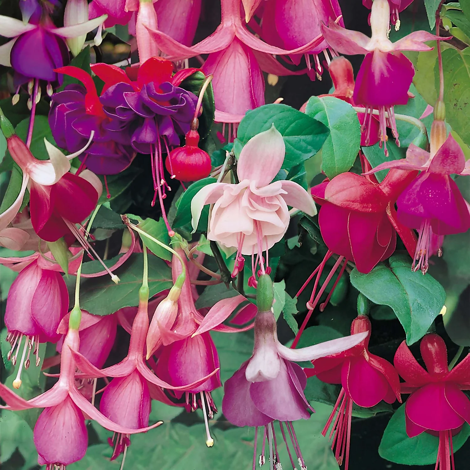 Fuchsia Trailing Mix 1L 3 Fuchsia Trailing Mix 1L