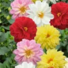 Dahlia Dahlietta Mix 1L -Elise Bloom 13809749 2024964324534394