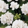 Geranium White 1L 1 Geranium White 1L -Elise Bloom 13809751 1064964324580621