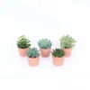 Succulents In Terracotta Pot 7 Cm 2 Succulents In Terracotta Pot 7 Cm -Elise Bloom 13828335 7865037175573116