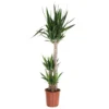 None Yucca Houseplant- 24cm -Elise Bloom 13857068 1504959901653447