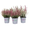 None Calluna Vulgaris Twins -Elise Bloom 13864911 1604990012272876