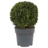 None Buxus Ball 3L 2 None Buxus Ball 3L -Elise Bloom 13864914 2034991243627079