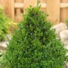 None Box Buxus Pyramid 50/60 Cm 23 Cm Pot 1 None Box Buxus Pyramid 50/60 Cm 23 Cm Pot -Elise Bloom 13864917 2004991248943109