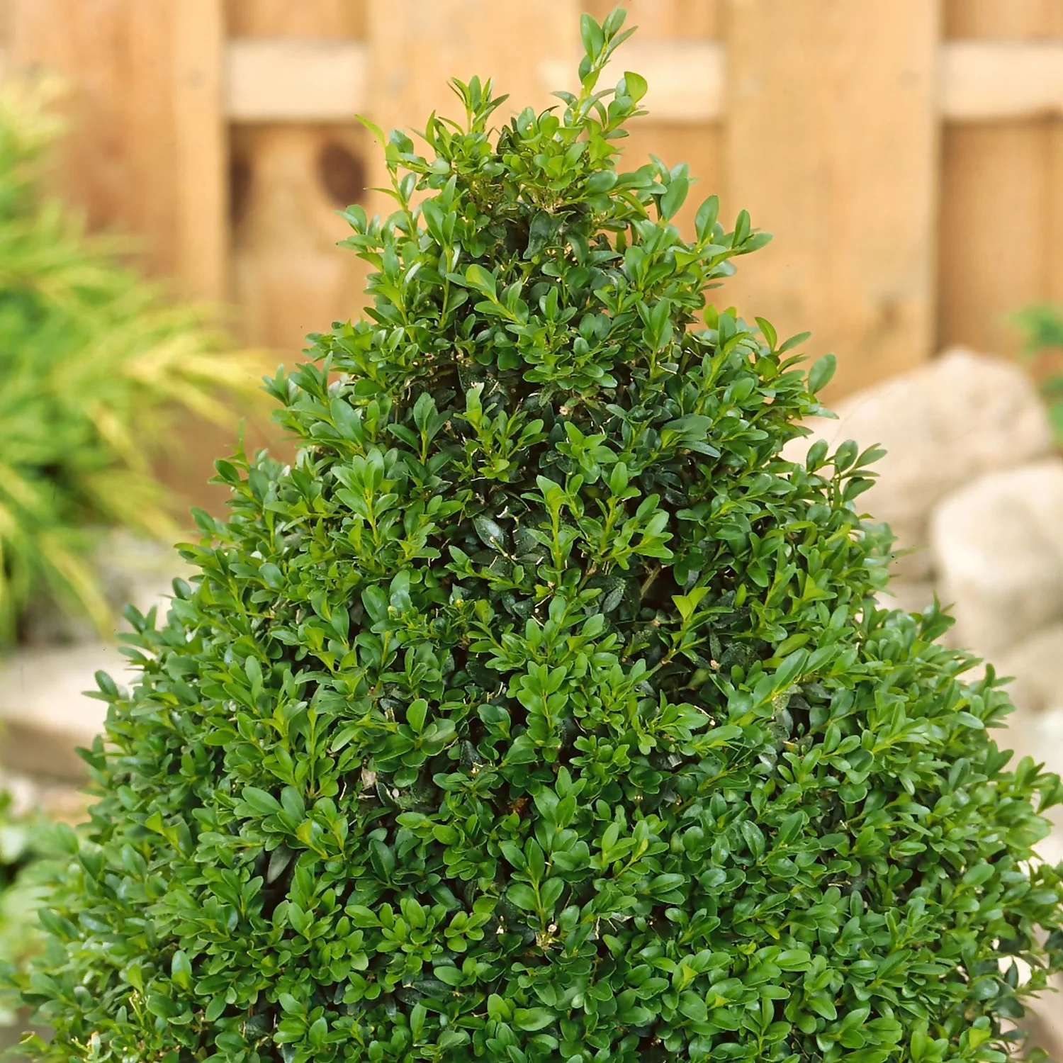 None Box Buxus Pyramid 50/60 Cm 23 Cm Pot 3 None Box Buxus Pyramid 50/60 Cm 23 Cm Pot