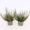 Calluna Vulgaris Mix - 9cm -Elise Bloom 13898036 8024991512380147