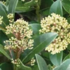Skimmia Japonica Finchy 17cm -Elise Bloom 13898049 1825030735171370