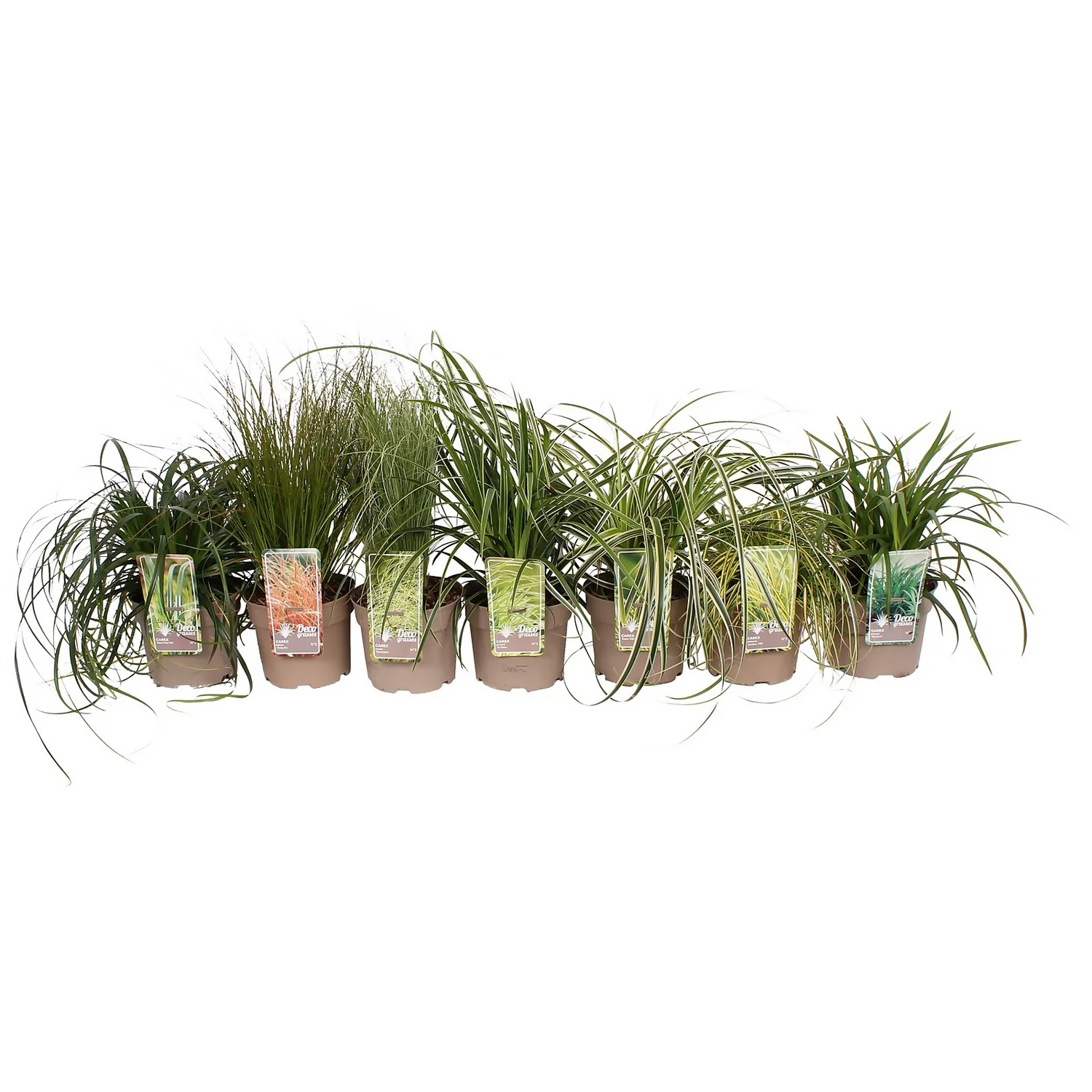 Grass Carex Mix 19cm 3 Grass Carex Mix 19cm
