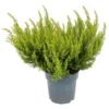 Erica Alberts Gold House Plant - 12cm 2 Erica Alberts Gold House Plant - 12cm -Elise Bloom 13898084 1724984244215977