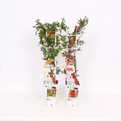 Pyracantha Red Sunny Star 15cm Trellis