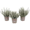 Calluna Garden Girls Fluffy House Plant - 11cm 2 Calluna Garden Girls Fluffy House Plant - 11cm -Elise Bloom 13898089 8614984244159766