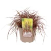 Grass Uncinia Everflame 19cm -Elise Bloom 13898096 8135030722147806