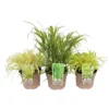 Grass Hakonechola Mix 19cm -Elise Bloom 13898098 5755030720646948