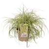 Grass Carex Evergold 19cm -Elise Bloom 13898125 2165030741534250