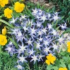 Chionodoxa Luciliea Mix 1L -Elise Bloom 13947896 1185025552628677