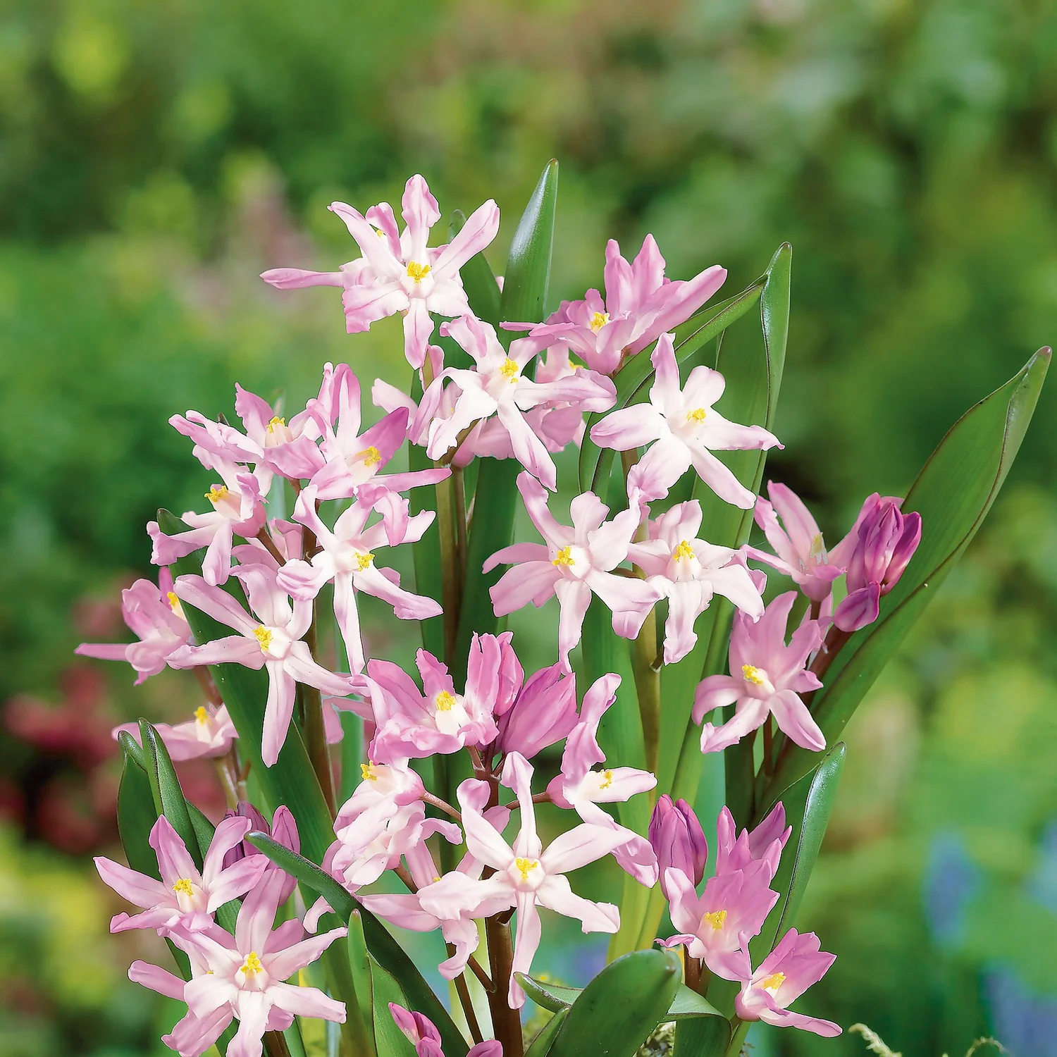 Chionodoxa Luciliea Mix 1L 4 Chionodoxa Luciliea Mix 1L - Image 2