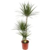 None Dracaena Marginata Dragon Tree Houseplant - 24cm -Elise Bloom 13956104 1704986384939069