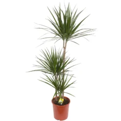 None Dracaena Marginata Dragon Tree Houseplant - 24cm