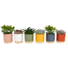 None Succulent In Eno Duo Pot - 13cm -Elise Bloom 13973609 1324996212611388