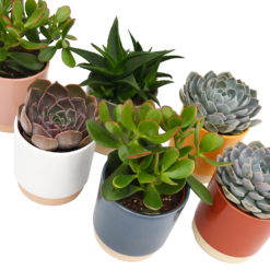 None Succulent In Eno Duo Pot - 13cm 5 None Succulent In Eno Duo Pot - 13cm -Elise Bloom 13973609 2974996212661311