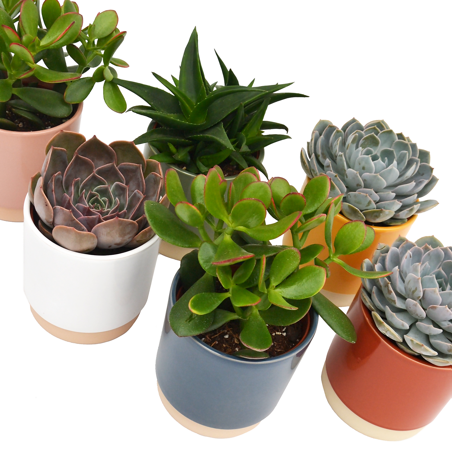 None Succulent In Eno Duo Pot - 13cm 4 None Succulent In Eno Duo Pot - 13cm - Image 2