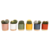 Cactus Mix In Eno Duo Pot 13cm -Elise Bloom 13973610 1484996212447120