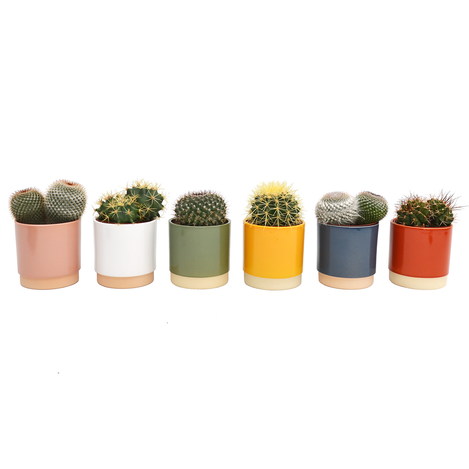 Cactus Mix In Eno Duo Pot 13cm 3 Cactus Mix In Eno Duo Pot 13cm