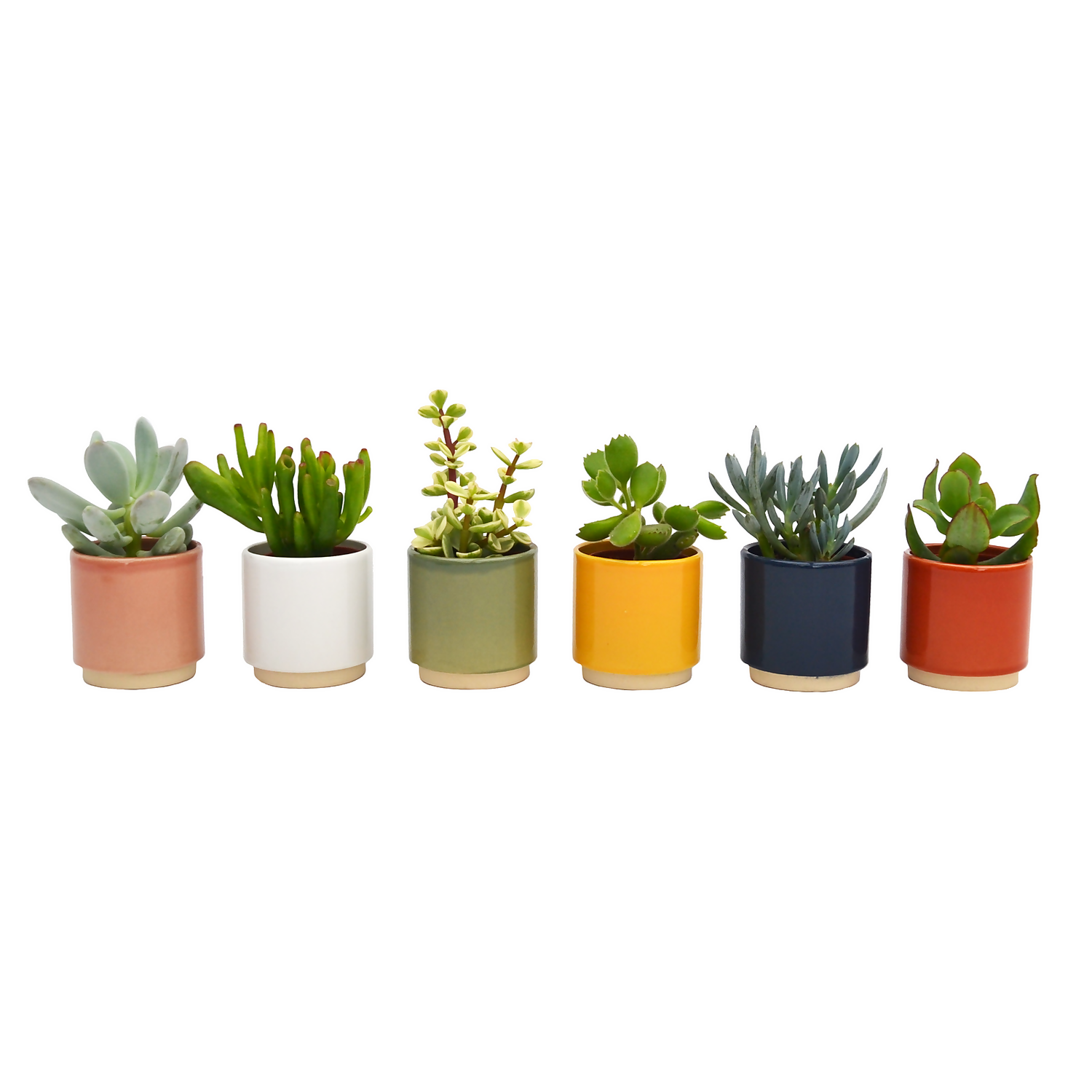 None Mini Succulent In Eno Duo Ceramics - 7cm 3 None Mini Succulent In Eno Duo Ceramics - 7cm