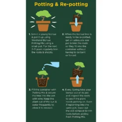 Westland Bonsai Potting Mix Peat Free 4L -Elise Bloom 14013787 2185003754340767