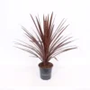 Cordyline Australis Red Star 17cm 1 Cordyline Australis Red Star 17cm -Elise Bloom 14193732 1665030936019213