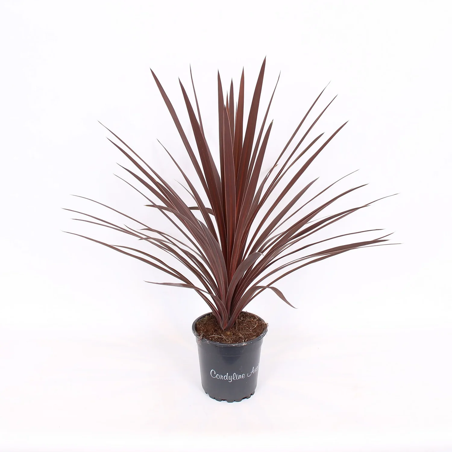 Cordyline Australis Red Star 17cm 3 Cordyline Australis Red Star 17cm