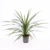 Cordyline Australis Verde 17cm -Elise Bloom 14193733 1955030966979927