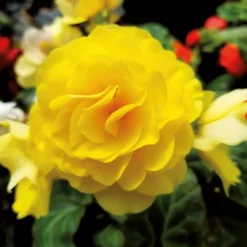Begonia Double Yellow -Elise Bloom 14194645 2575015428935441