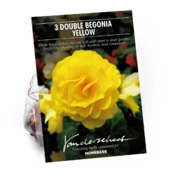 Begonia Double Yellow