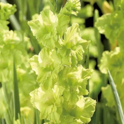Gladiolus Kio -Elise Bloom 14194646 5325015428935249