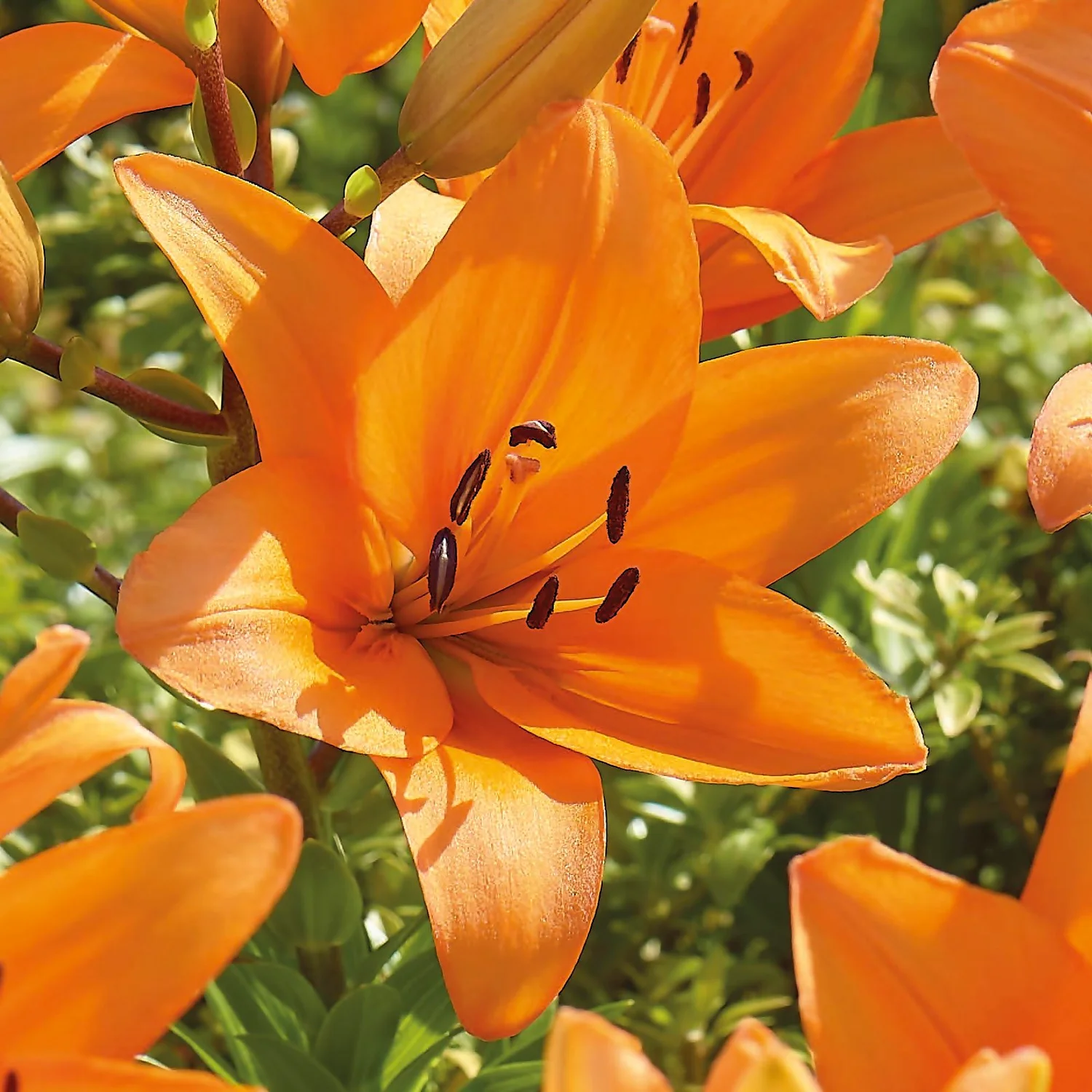 Lilium Orange Summer 5 Lilium Orange Summer - Image 3