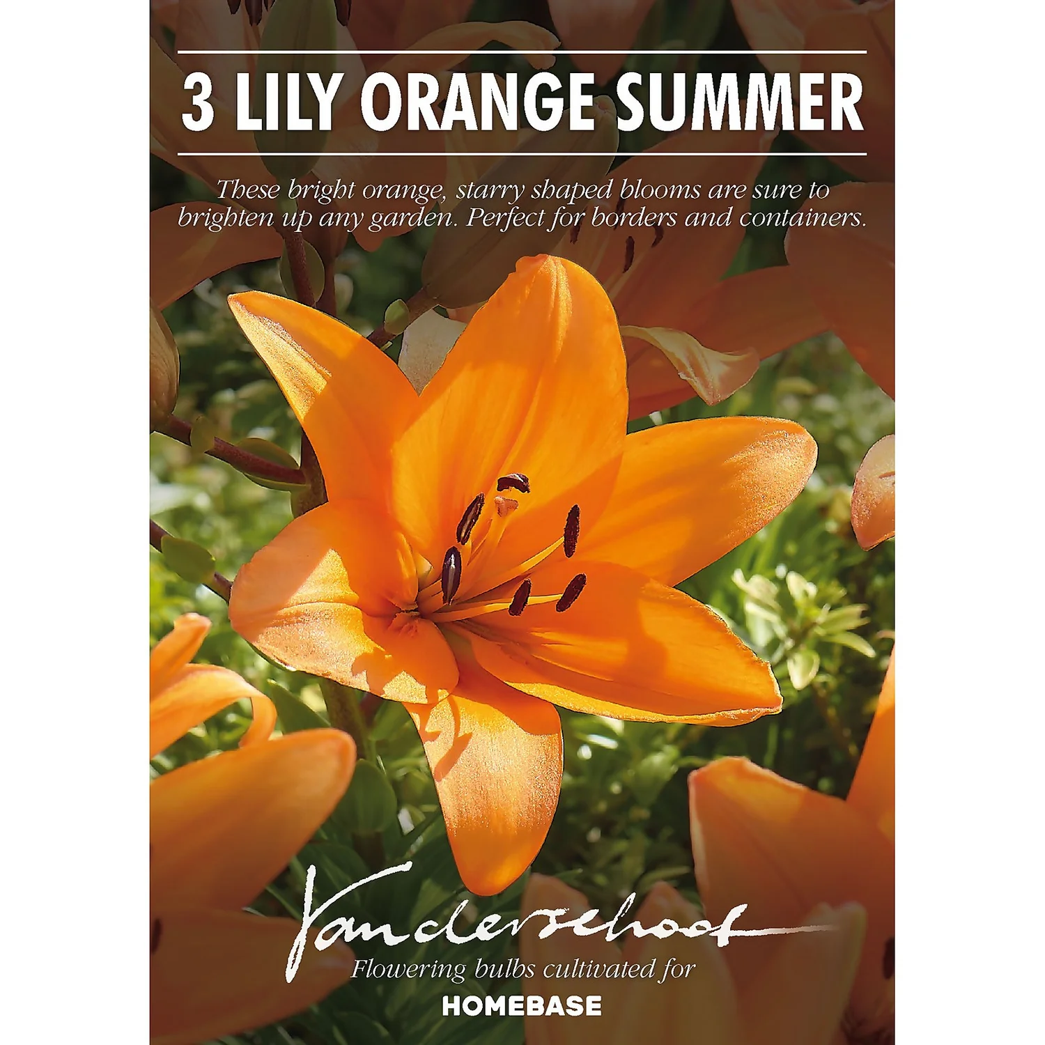 Lilium Orange Summer 4 Lilium Orange Summer - Image 2
